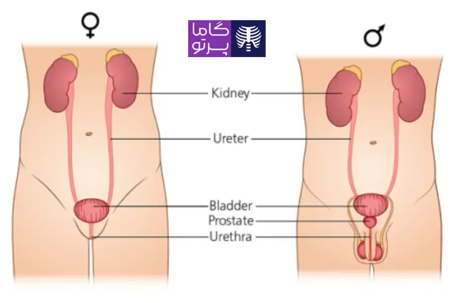 ارزیابی سیستم ادراری و تولید مثلی - کاربردهای سونوگرافی - گاما پرتو