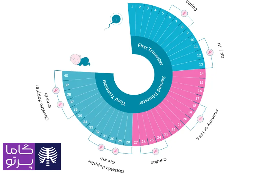 جدول سونوگرافی بارداری - گاما پرتو