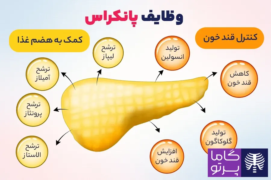 وظایف پانکراس - نقش لوزالمعده در هضم غذا - گاما پرتو