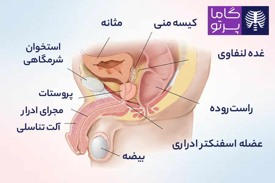 آناتومی پروستات - گاما پرتو