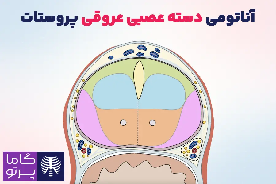 آناتومی دسته عصبی-عروقی پروستات - گاما پرتو